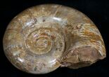 Smooth Shelled Ammonite Madagascar - #6473-2